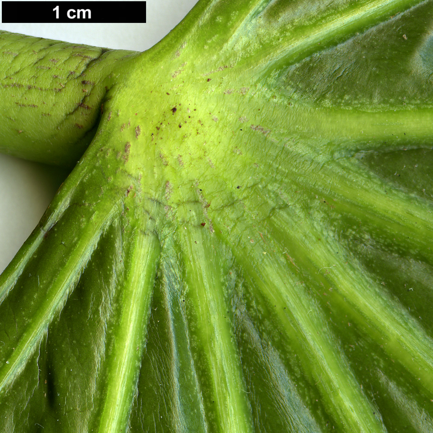 High resolution image: Family: Araliaceae - Genus: Fatsia - Taxon: polycarpa